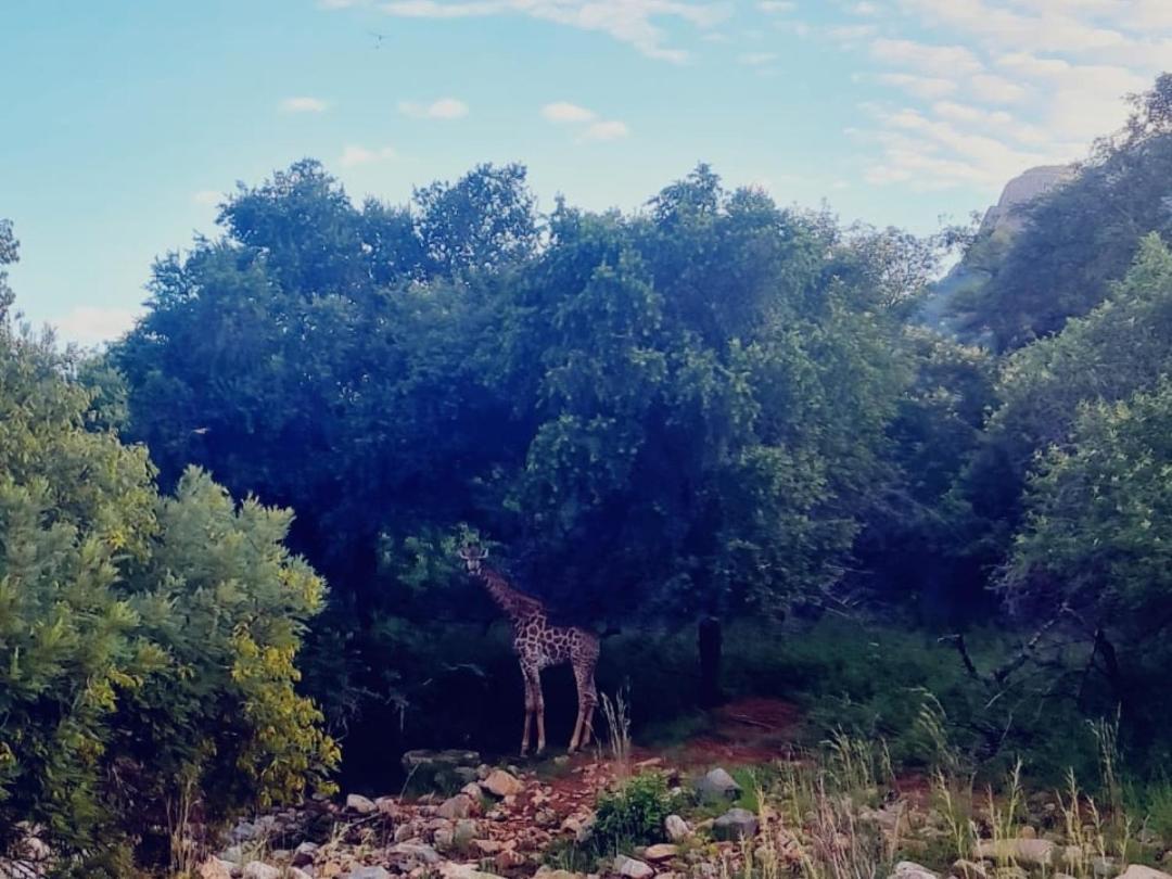 شقة 66 Sharalumbi Wildlife Estate ليندبرغ المظهر الخارجي الصورة