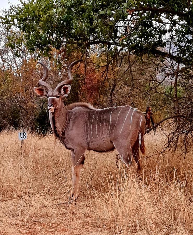 شقة 66 Sharalumbi Wildlife Estate ليندبرغ المظهر الخارجي الصورة