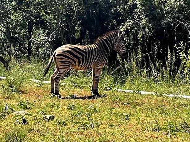 شقة 66 Sharalumbi Wildlife Estate ليندبرغ الغرفة الصورة