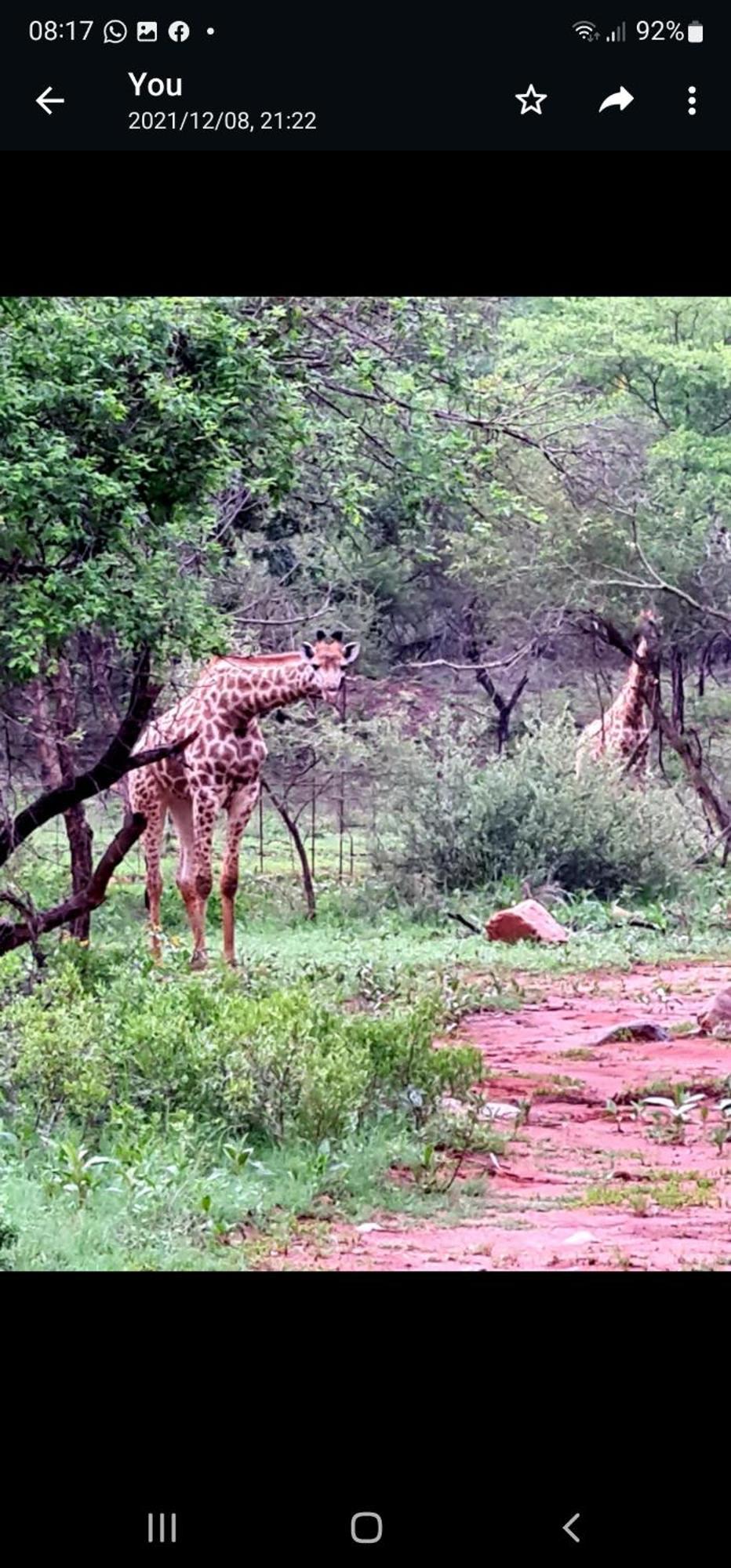 شقة 66 Sharalumbi Wildlife Estate ليندبرغ الغرفة الصورة