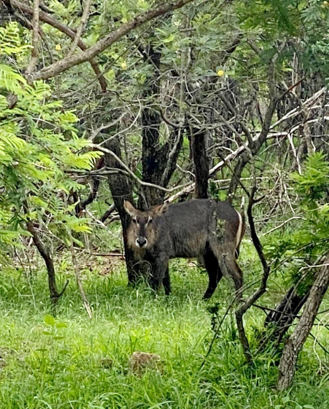 شقة 66 Sharalumbi Wildlife Estate ليندبرغ الغرفة الصورة